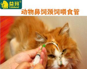 如何缓解宠物猫脖子痒的烦恼（专业护理方法让猫咪告别颈部瘙痒）