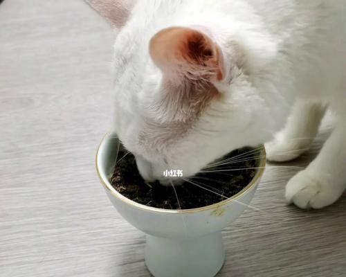 为什么猫不爱吃猫粮（探究猫咪口味偏好的原因及如何调整）