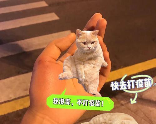 宠物猫成年后打疫苗的必要性和方法详解（宠物猫需要接种哪些疫苗）