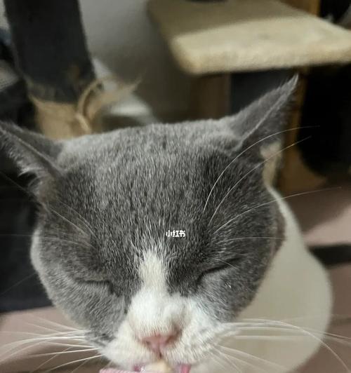 宠物猫吃了虫子怎么办（教你如何应对猫吃虫子的突发情况）