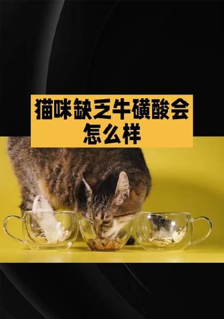 宠物猫需要牛磺酸吗（探讨猫对牛磺酸的需求及摄取途径）