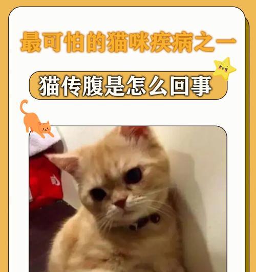 以猫传腹猫咪疼吗（一窝可爱小猫的诞生）