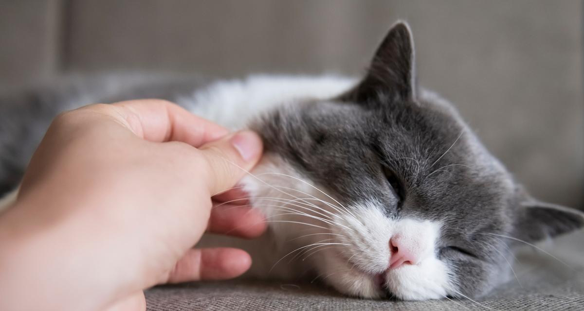 从根本上解决猫关节病的治疗方法（以宠物为主的健康生活）