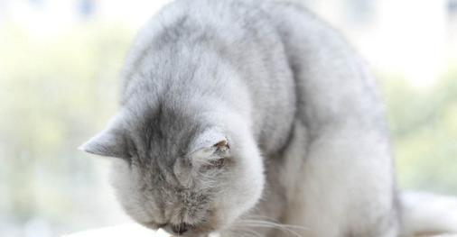 猫咪的饮食习惯-能否食用其他动物的内脏（了解猫咪饮食习惯）