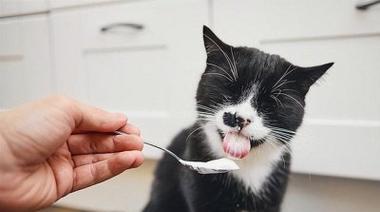 猫咪的饮食习惯-能否食用其他动物的内脏（了解猫咪饮食习惯）