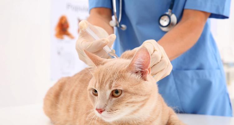 猫空运需要打哪些疫苗（为宠物健康护航）