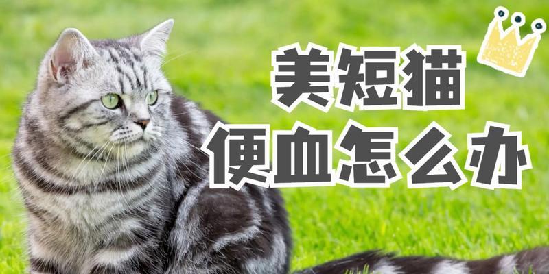 猫拉屎带血，饮食需注意（宠物营养学）