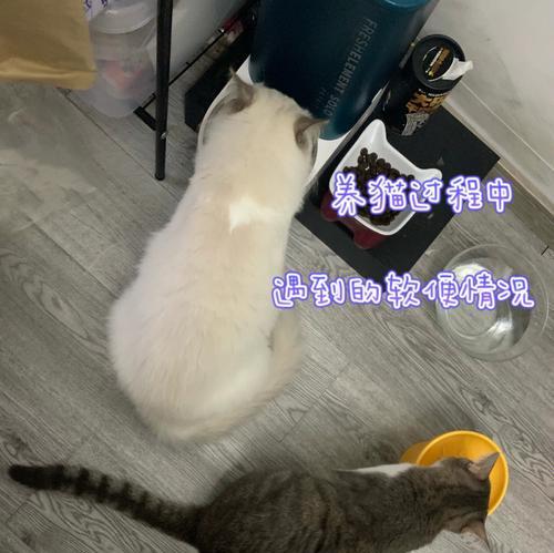 猫拉稀后的饮食指南（猫咪健康的关键在于正确的饮食调理）