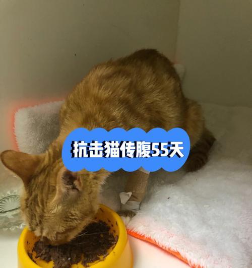 宠物猫猫得了黄疸怎么办（黄疸对猫猫的危害及治疗方法）