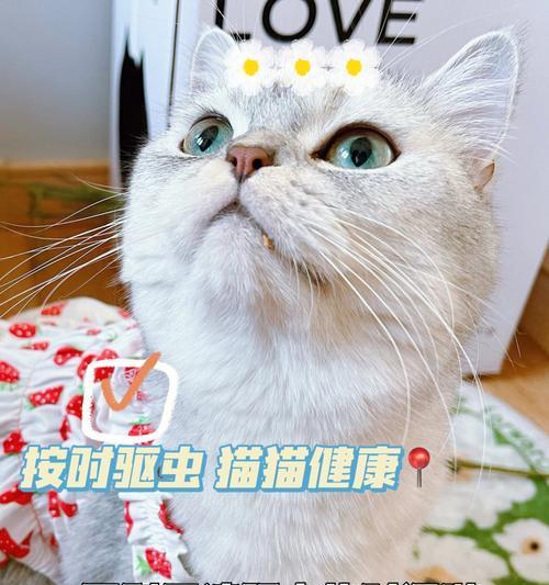 宠物猫是否会给人带来健康风险（探讨猫对人类的健康影响及预防方法）