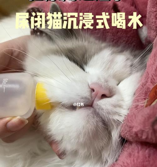 以猫尿闭喂什么药（了解猫尿闭的危害）