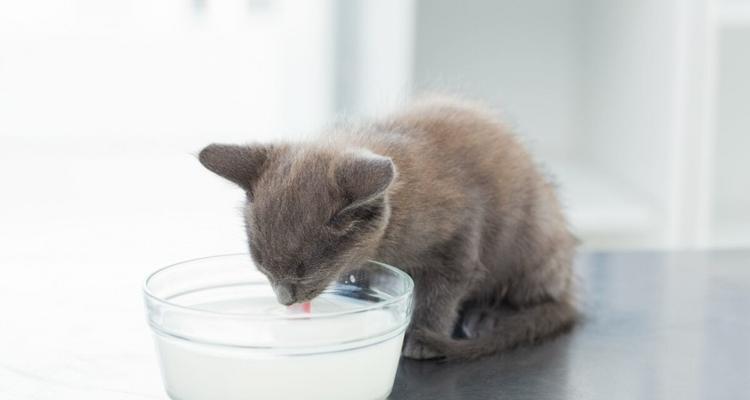 如何关注小猫的生产健康（掌握养猫知识保障母猫和幼猫健康）