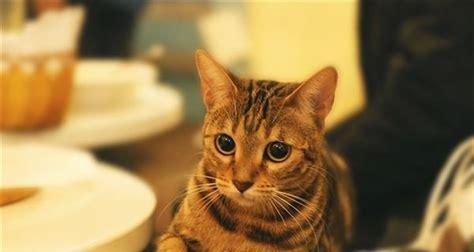猫咪的意外死亡（从宠物保健、环境及日常照顾方面出发）