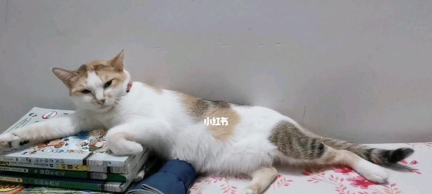 猫摇尾巴的意义（揭示猫咪语言中摇尾巴的秘密）