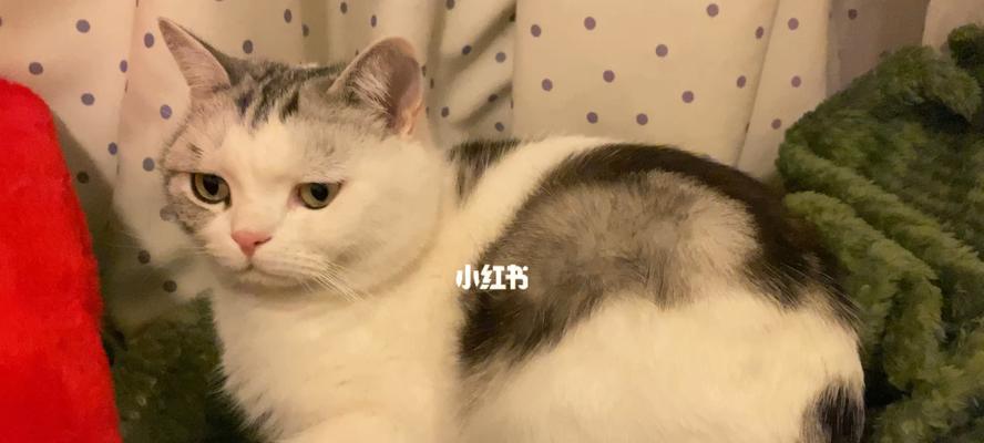 猫突然老打嗝怎么办（宠物猫打嗝的原因、如何应对）