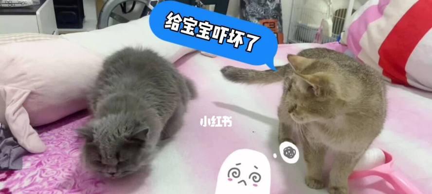 为什么宠物猫会吐出毛球（探究猫咪吐毛球的原因和预防方法）