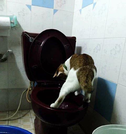 猫咪为什么喜欢马桶（宠物猫的诡异行为揭秘）