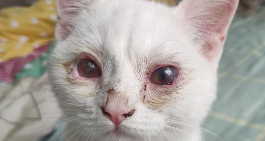 宠物猫药品中毒应对指南（如何预防与处理猫药品中毒事件）