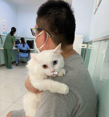 如何顺利带猫去宠物医院（以宠物为主的出行注意事项）