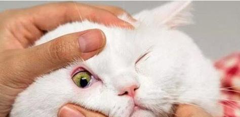 如何处理猫咪白色眼屎（一份详细指南帮您快速解决问题）
