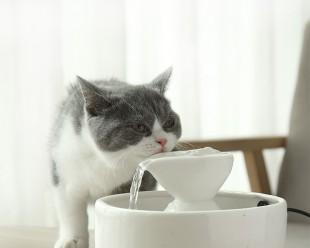 猫咪不吃东西不喝水怎么办（关爱宠物）