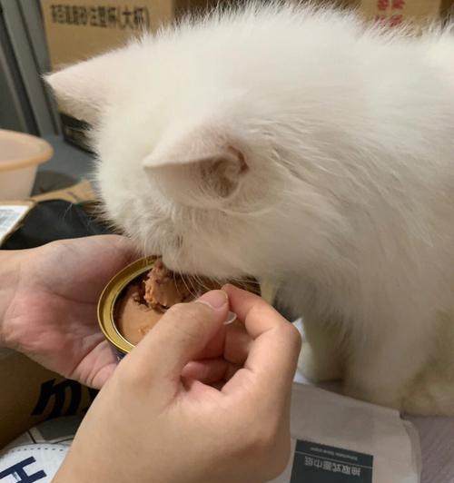 猫咪不吃饭怎么办（喂养技巧与方法）