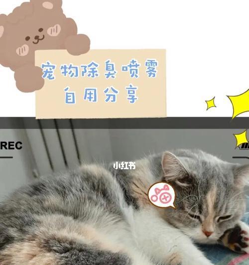 小猫不能洗澡（猫咪洗澡的危害）