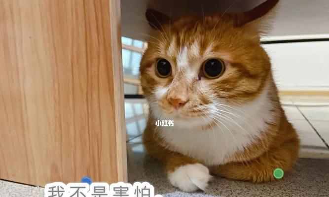 猫咪不听怎么办（以宠物为主）