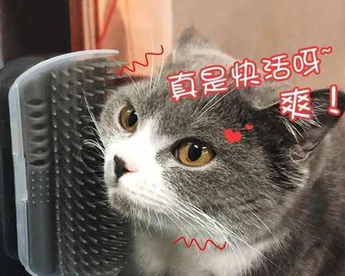 为什么猫咪不喜欢玩猫抓板（揭秘猫咪对猫抓板的不爱之情）