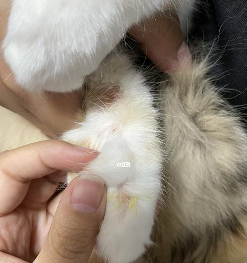 猫咪长猫藓，是否需要剃毛（关于猫藓的预防与治疗）