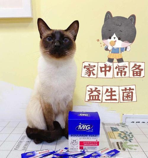 宠物猫咪肠炎如何吃好消化（善用食物助力猫咪健康/）