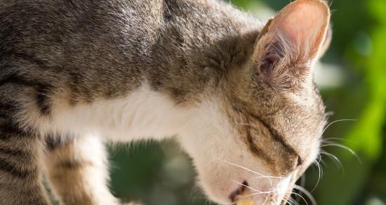 宠物猫吃草后呕吐的应对方法（猫咪进食草的原因及预防措施）
