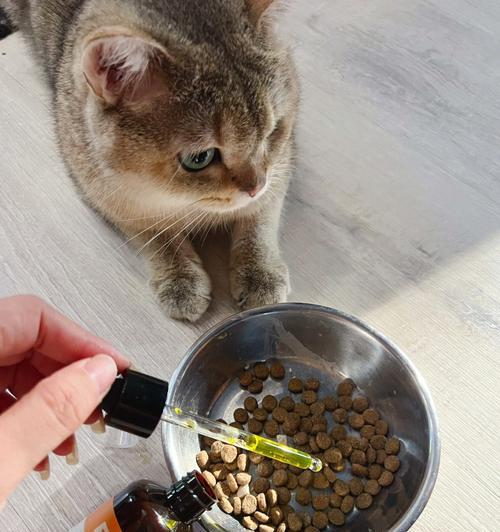 猫咪免疫力提升大揭秘（通过饮食调理）