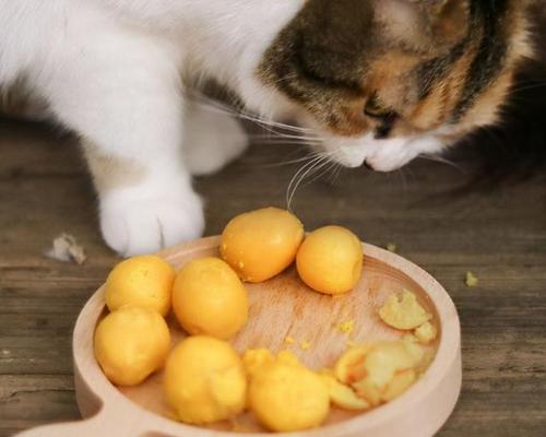 宠物猫咪的健康饮食指南（以什么为食才能让猫咪健康成长）