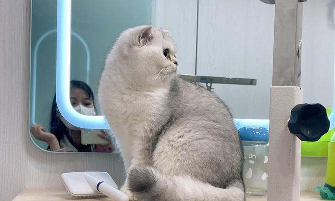 探秘猫咪毛发顺向之谜（揭开猫咪毛发顺向的秘密）