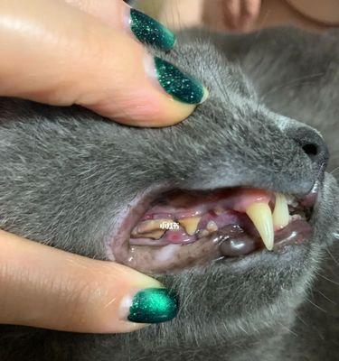 为什么猫咪的牙齿容易断裂（探究猫咪牙齿断裂的原因与防治方法）