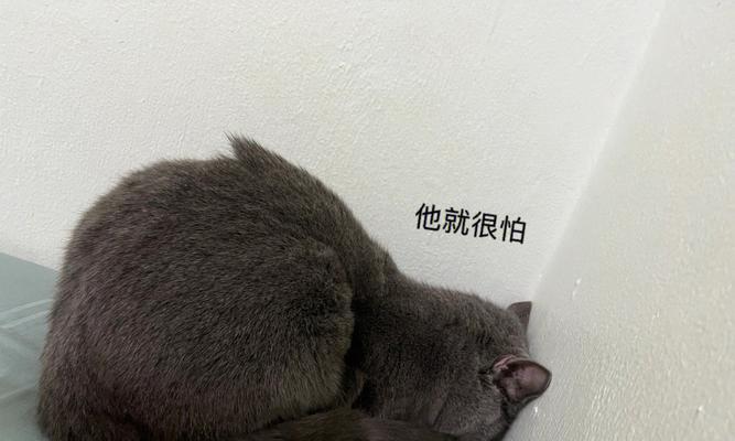 宠物猫抑郁症的治疗方法（关爱您的猫咪）