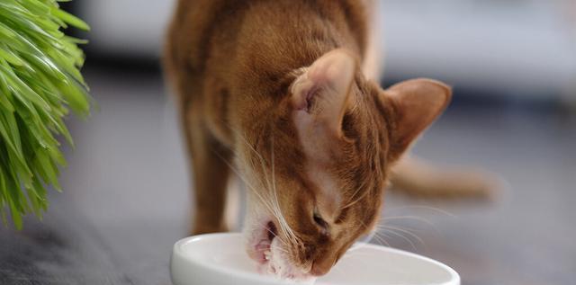 宠物猫感冒不能吃什么（照顾猫咪的注意事项及食谱推荐）