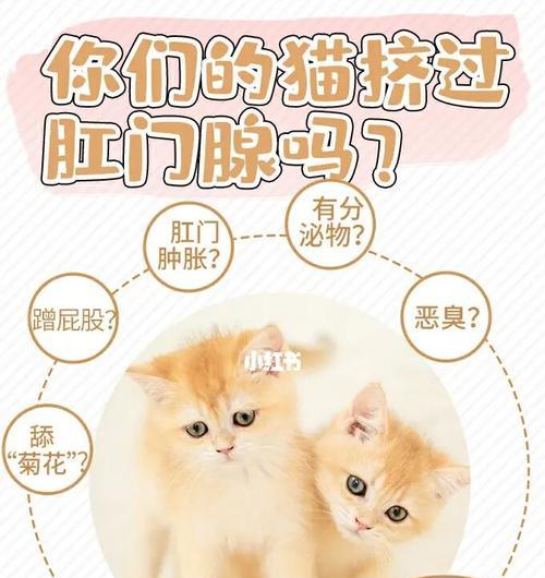 猫咪肛门发炎症状大揭秘（从宠物角度出发）