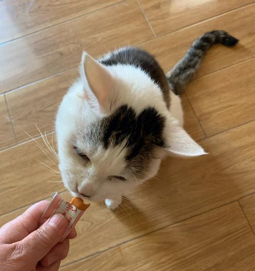 猫咪饮食指南（以宠物为主）