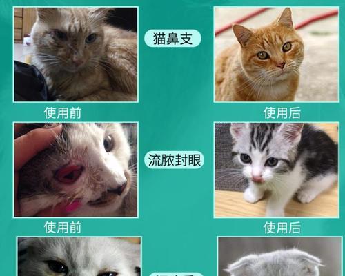 猫咪关节炎应该如何治疗（药物治疗是最有效的选择）