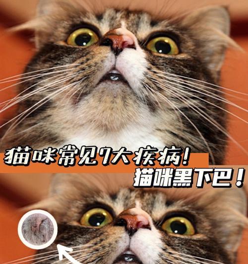 猫咪黑下巴如何治疗（掌握正确的药物治疗方法）