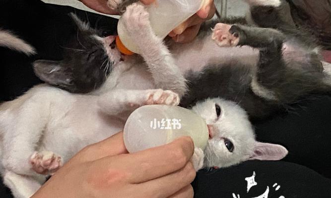 关于宠物猫咪怀孕，是否可以饮用牛奶的疑问解答