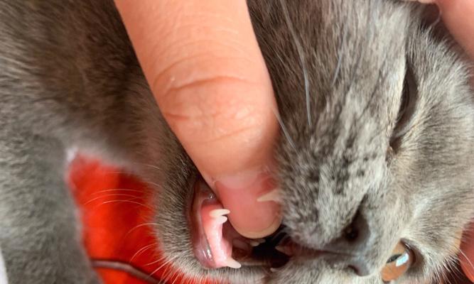 猫咪换牙期为什么会吃的少（探究猫咪换牙期的饮食习惯和原因）