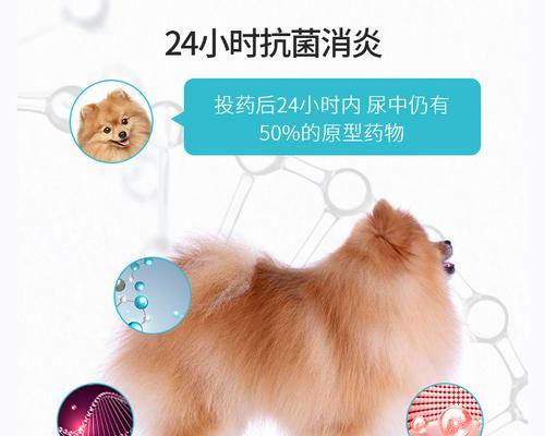 猫咪混合感染的治疗方法（以宠物为主的有效治疗方案）