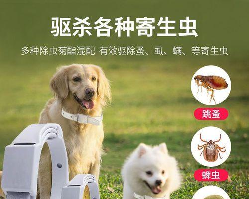 猫咪几个月体外除虫，养护宠物的必要之举（养猫族必看）