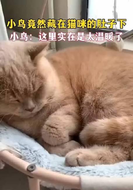 猫咪钾流失的症状（如何识别和治疗）