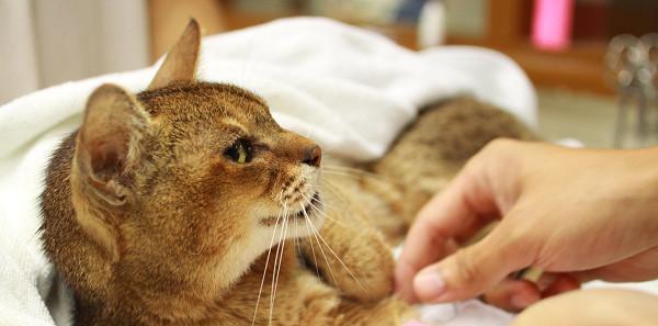 宠物猫咪脚骨折的治疗与护理