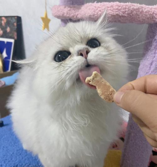 猫咪挑食怎么办（以宠物为主）