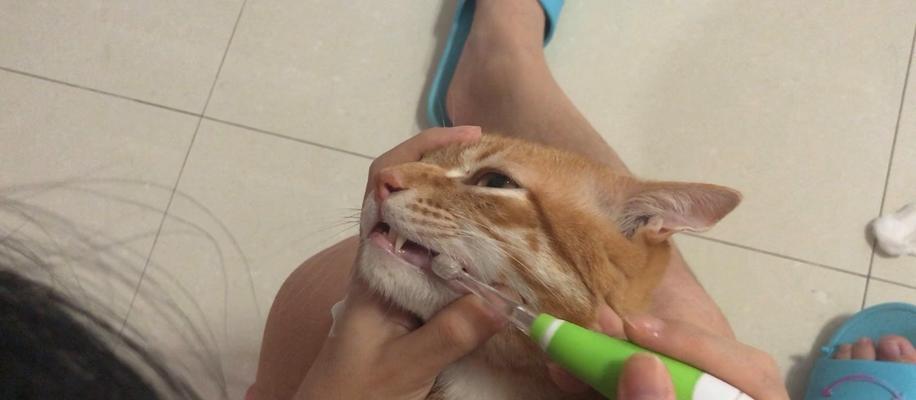 猫咪旧牙不掉怎么办（宠物的牙齿健康问题及解决方法）